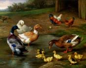 Chickens Ducks And Ducklings Paddling - 埃德加·亨特